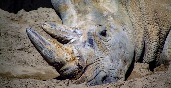a rhino digging in mud at a zoo