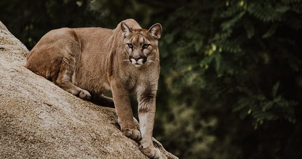unchurched action plan is a literal cougar about to eat your face off