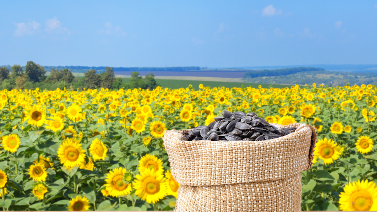 How a pocket of sunflower seeds fed the Ukrainian resistance