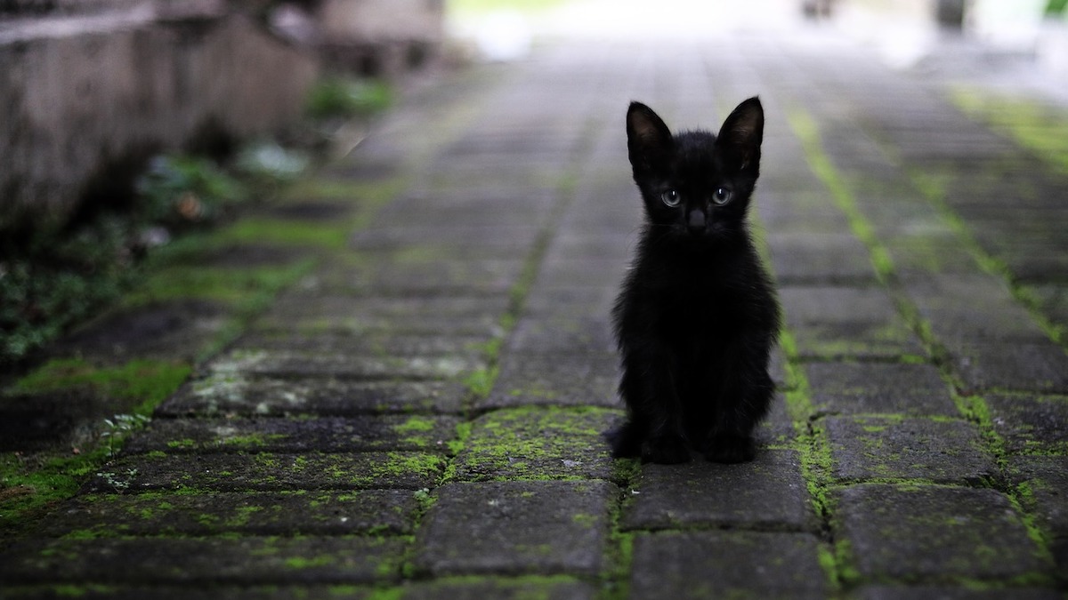 The truth about cats and monsters | (pictured) fearsome protector | Small black kitten sitting in alleyway