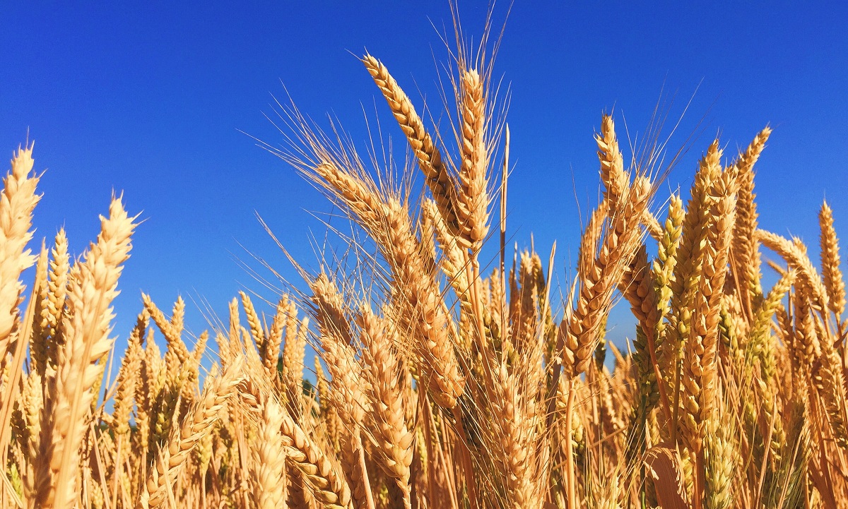Evangelist recruiters and the omnimax god who needs tons of help | wheat fields ripe unto harvest