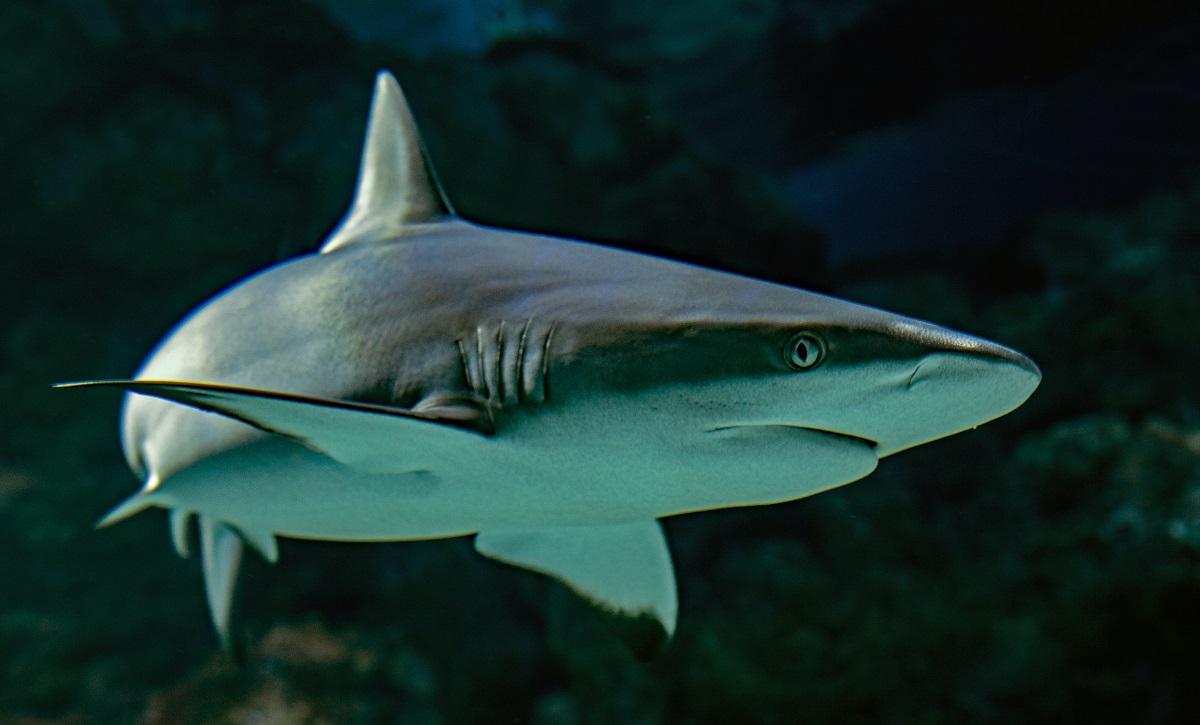 Stuff Dwell Xenos leaders hate accountability | gray reef shark in water