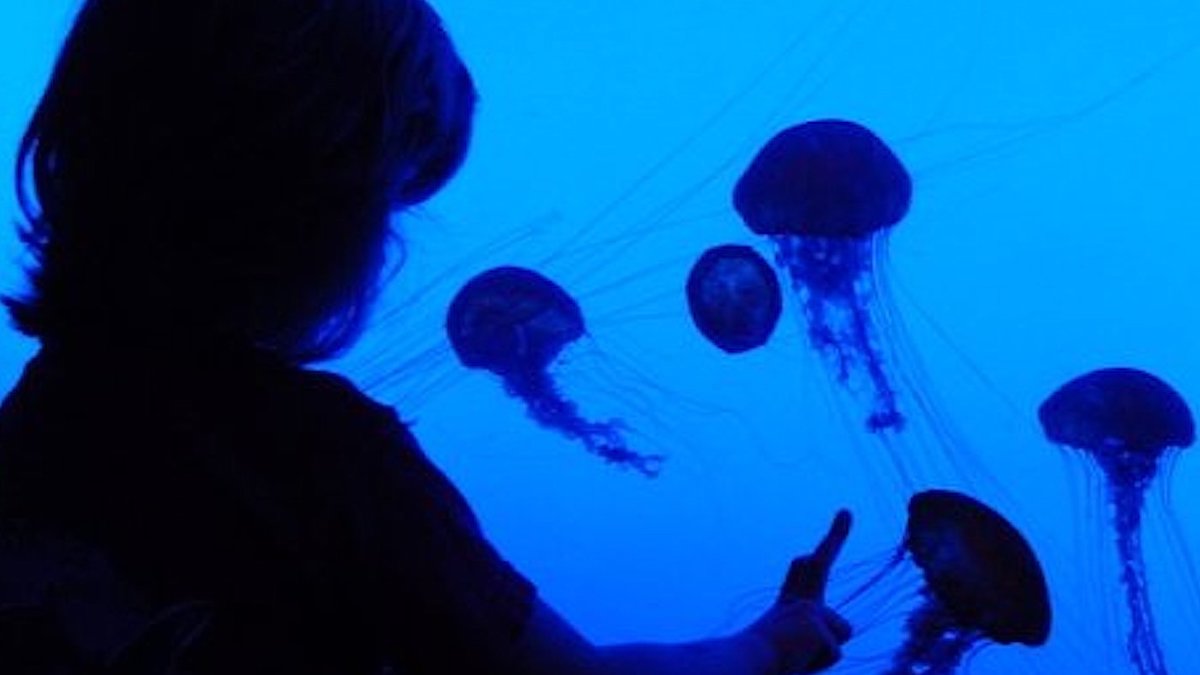 raising curious kids | girl at jellyfish tank in public aquarium