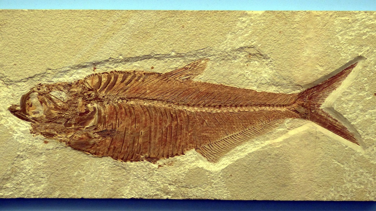 Fish fossils aid the search for human origins | fish fossil